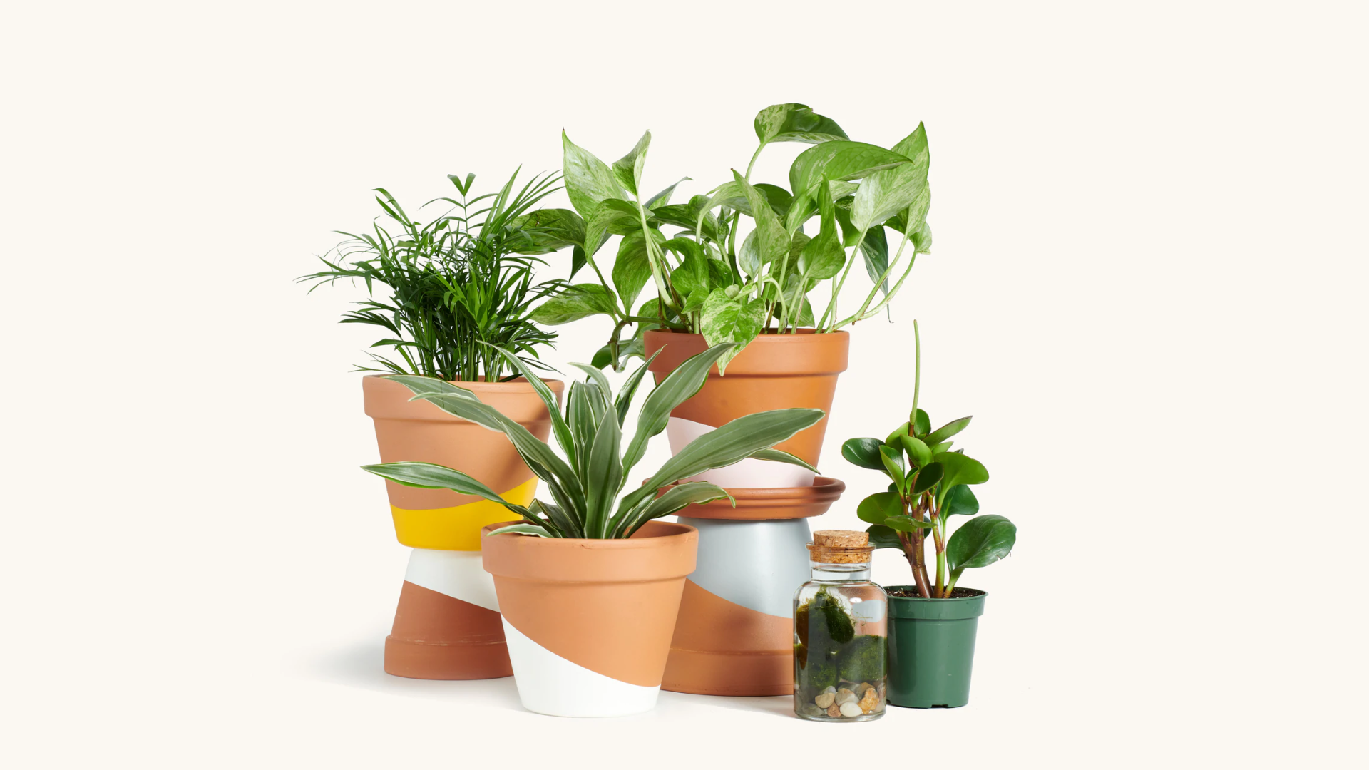 plant-subscription