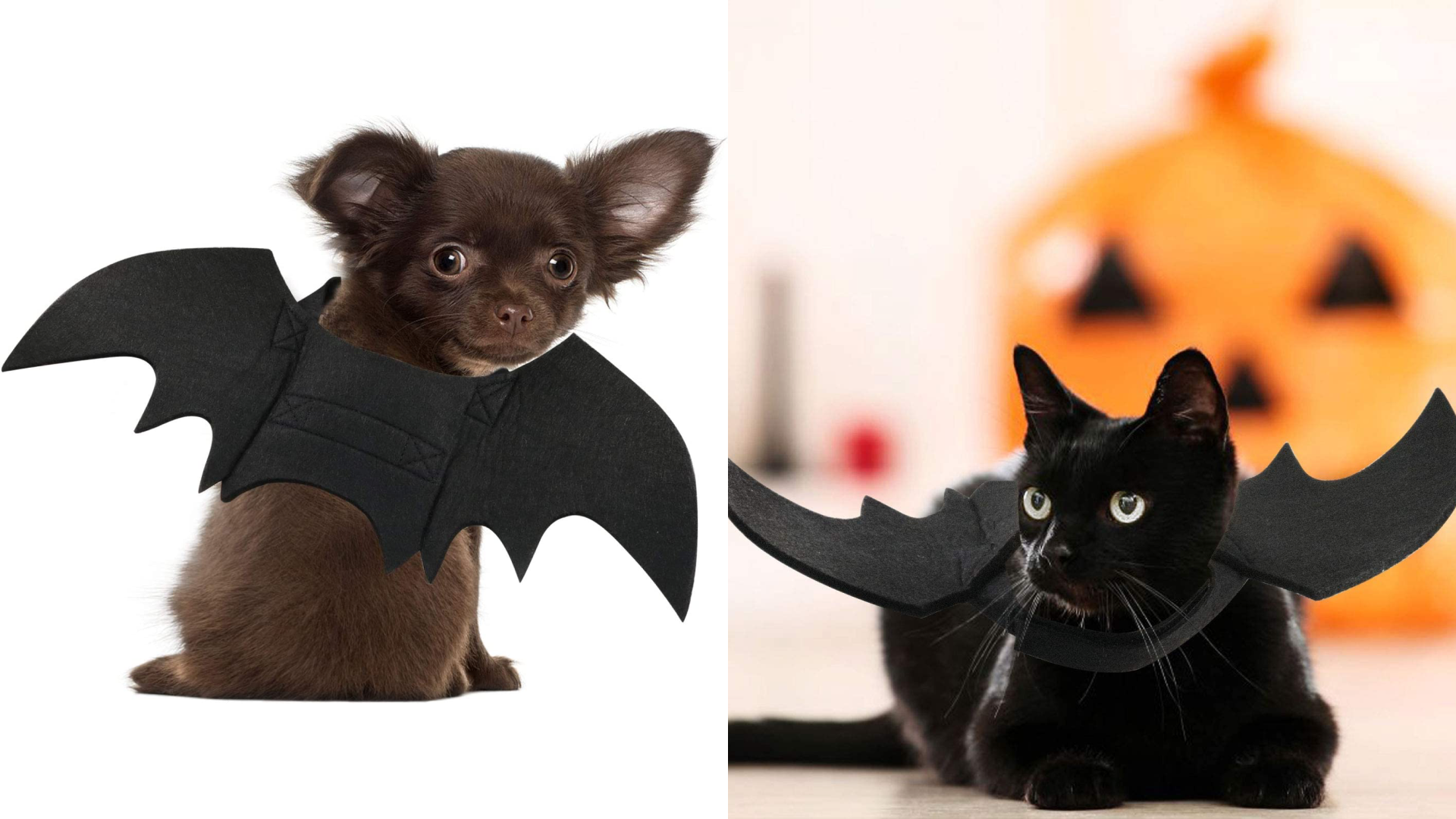 pet costumes 