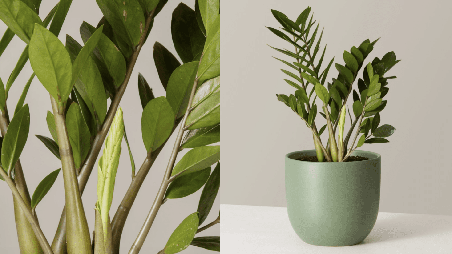A houseplant