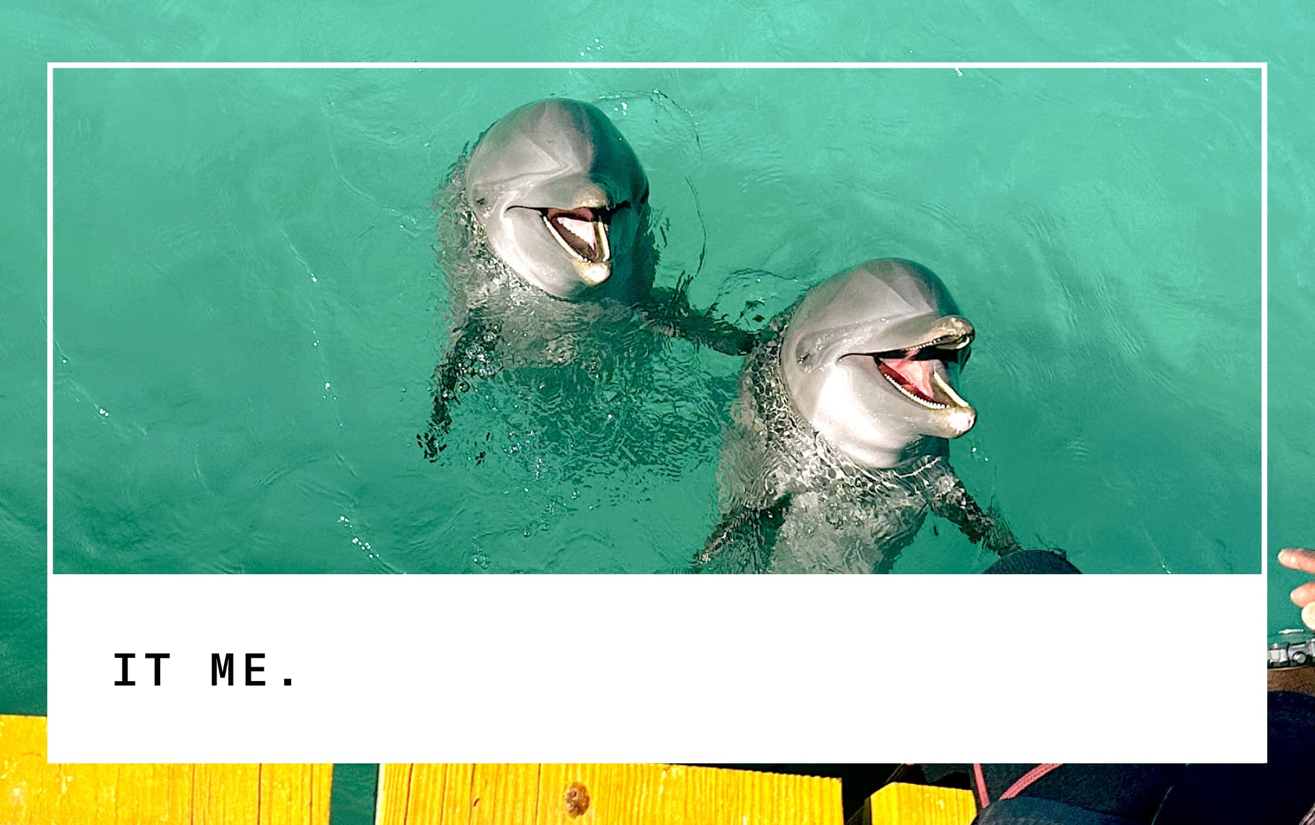 two dolphins